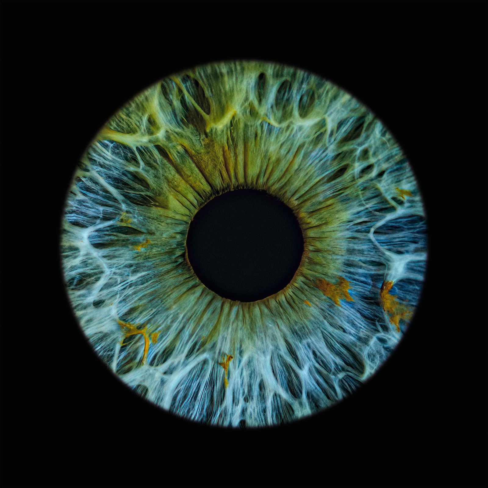 Zdjęcie tęczówki oka - A-EYE Gallery, wysoka szczegółowość detali